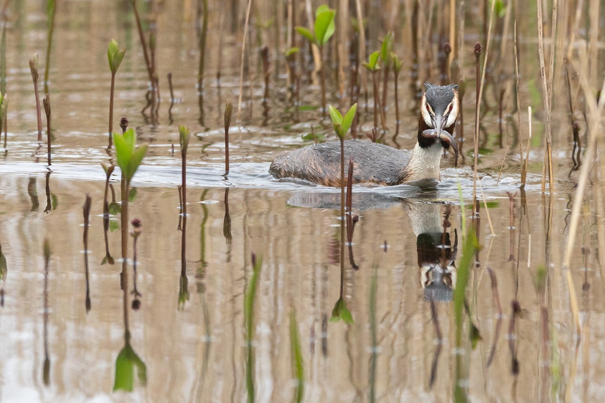 Great Crested Grebe - ML617555149