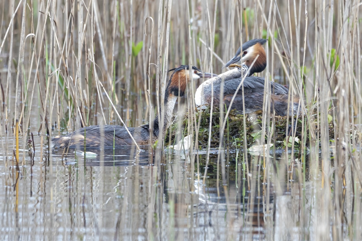 Great Crested Grebe - ML617555150