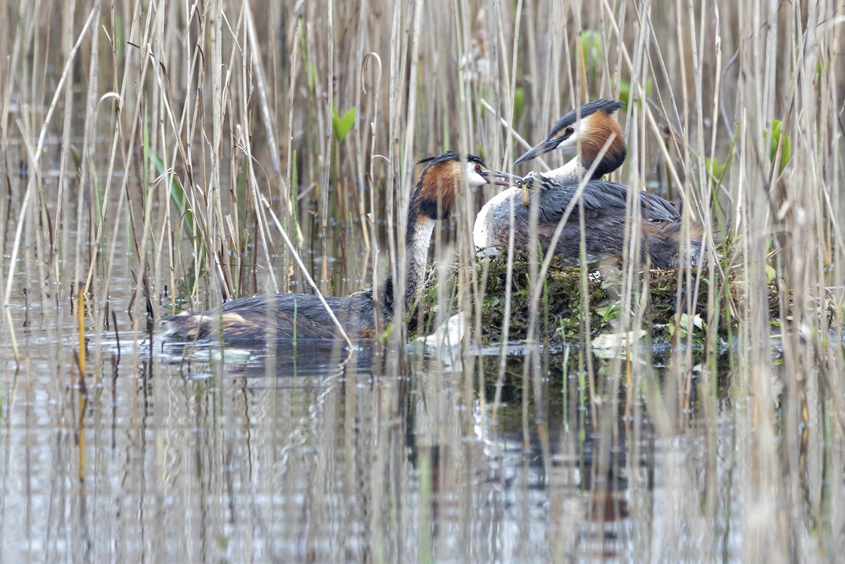 Great Crested Grebe - ML617555151