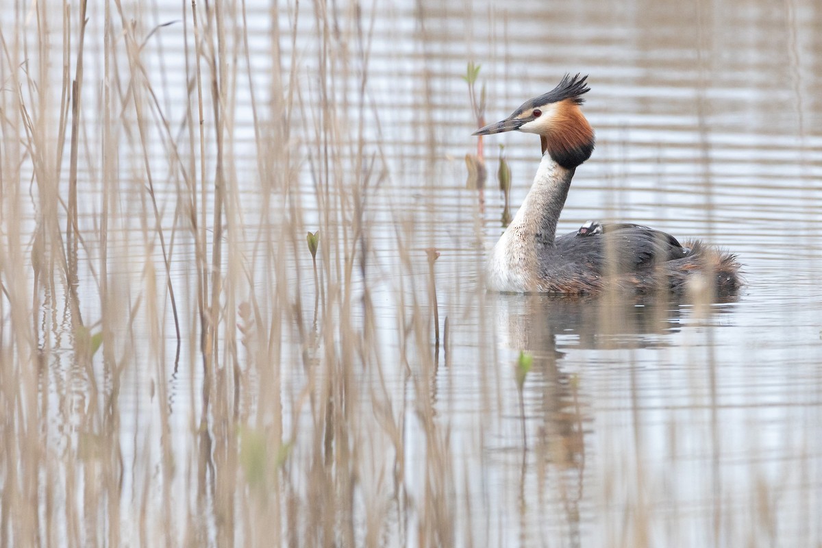Great Crested Grebe - ML617555153