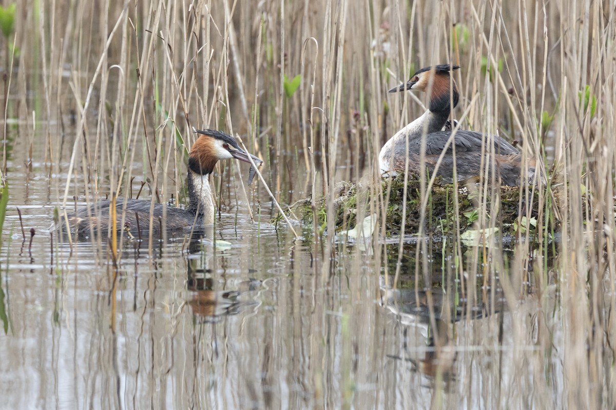 Great Crested Grebe - ML617555155