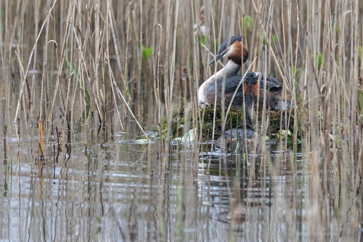 Great Crested Grebe - ML617555156