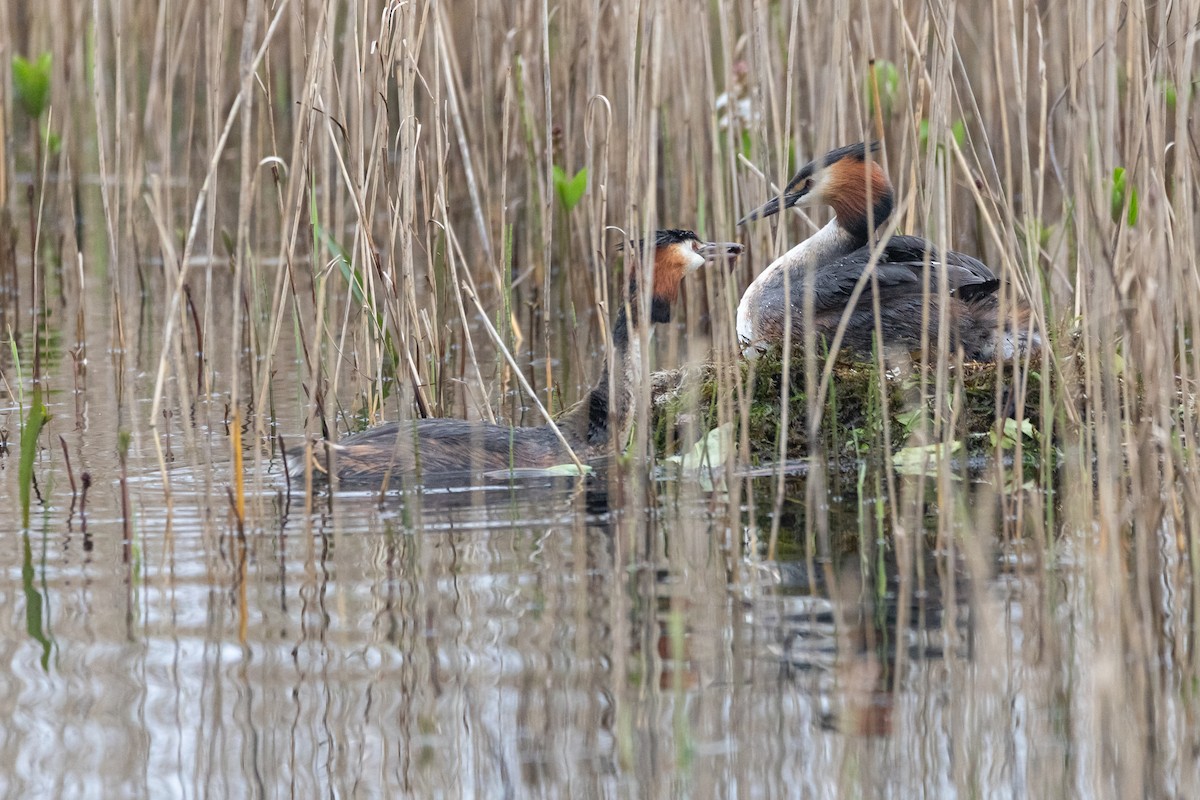 Great Crested Grebe - ML617555157