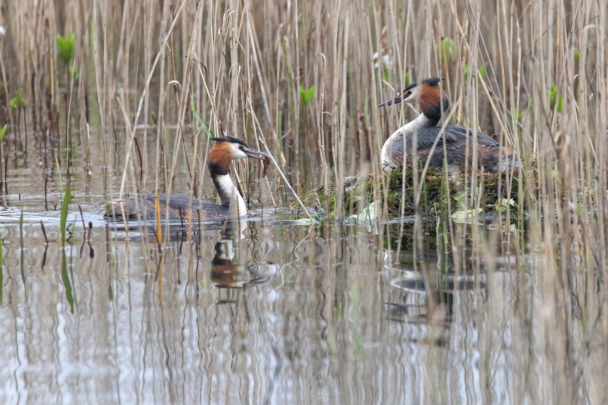 Great Crested Grebe - ML617555158