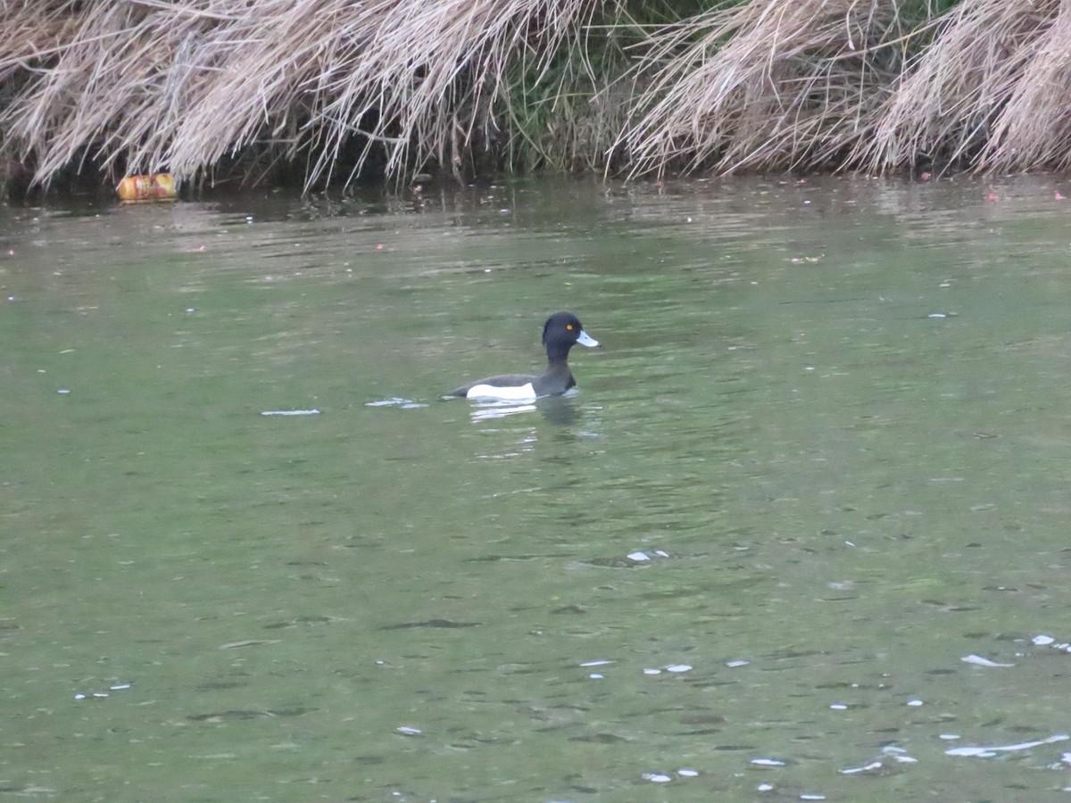 Tufted Duck - ML617555165