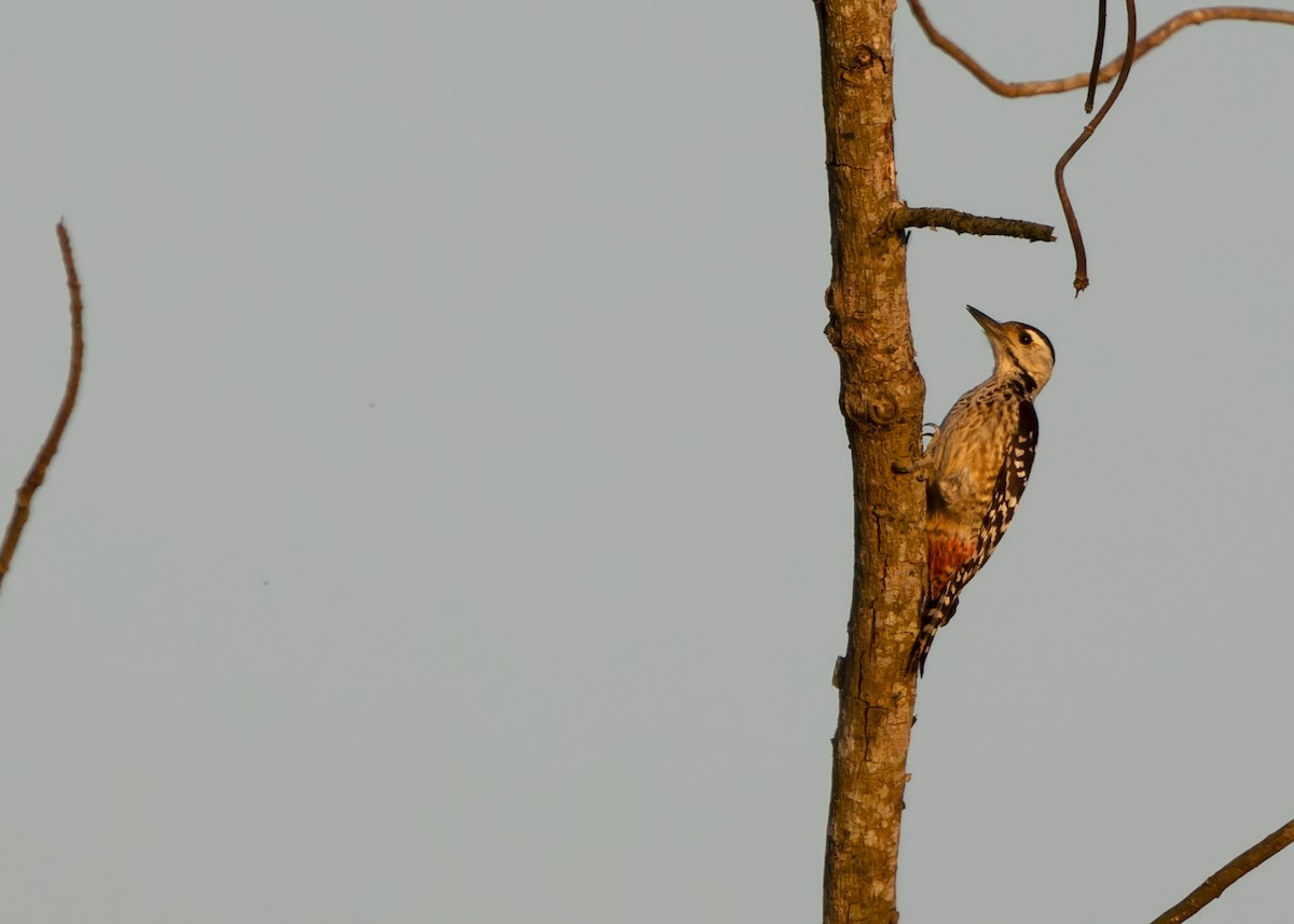 Freckle-breasted Woodpecker - Ayuwat Jearwattanakanok