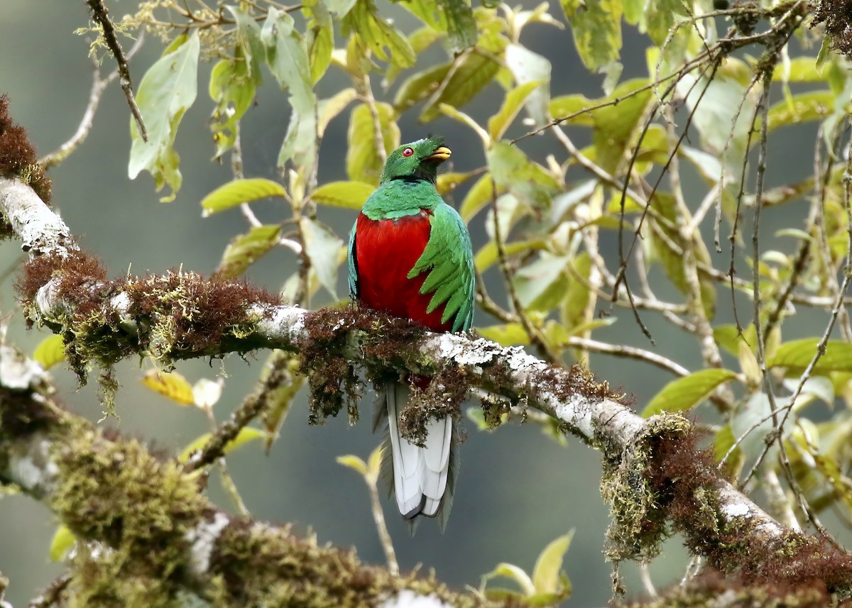 Crested Quetzal - ML617555226