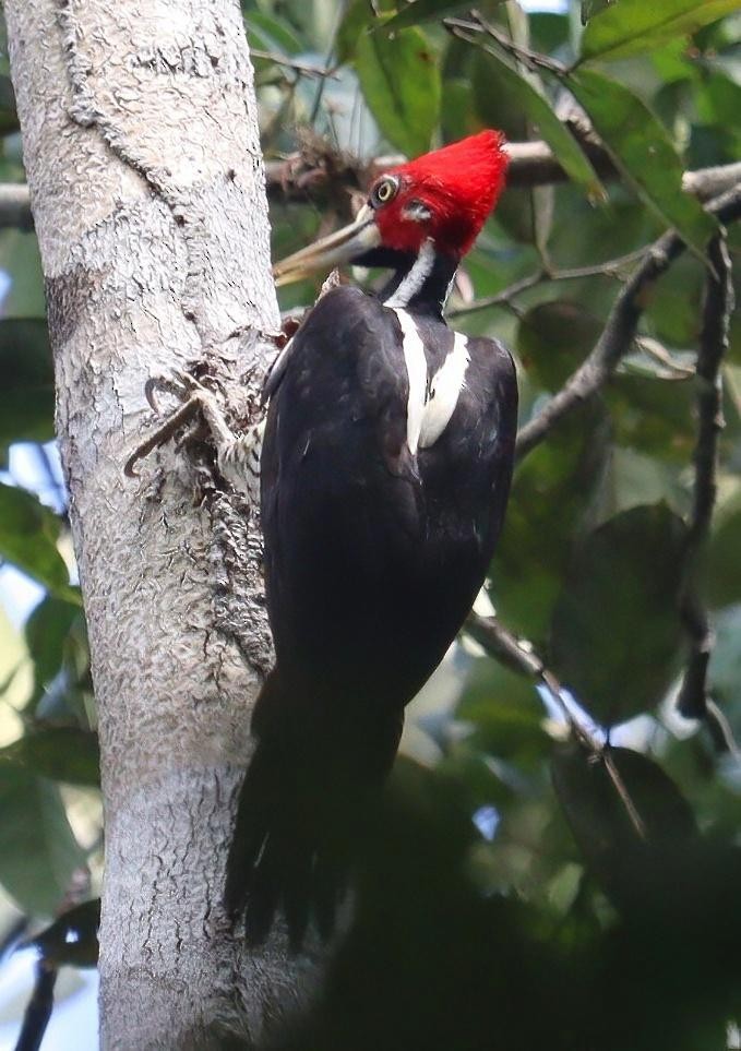 Crimson-crested Woodpecker - ML617555230