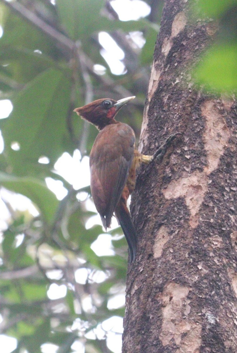 Chestnut Woodpecker - ML617555238
