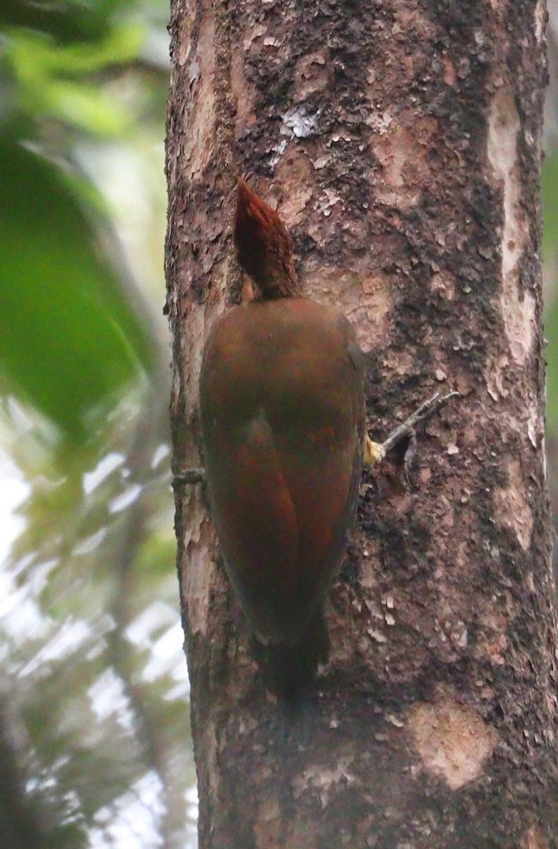 Chestnut Woodpecker - ML617555239