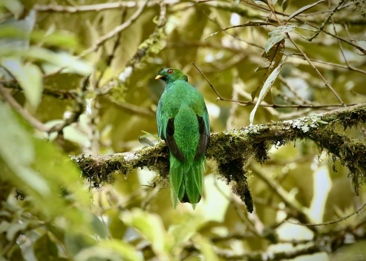 Crested Quetzal - ML617555245
