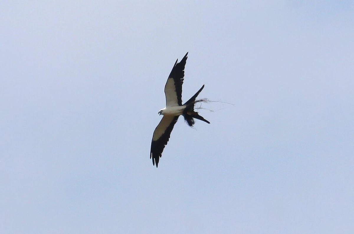 Swallow-tailed Kite - Pete Shen
