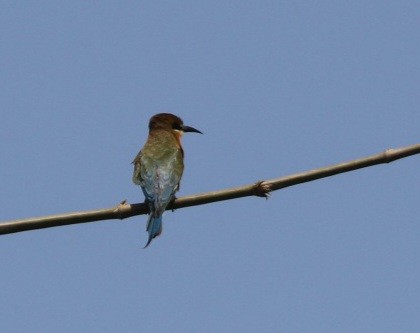Blue-tailed Bee-eater - ML617555305