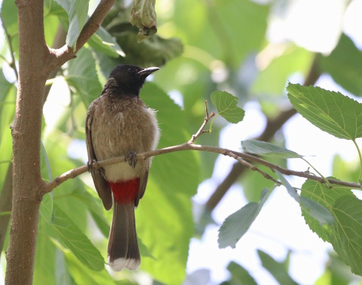 Red-vented Bulbul - ML617555316