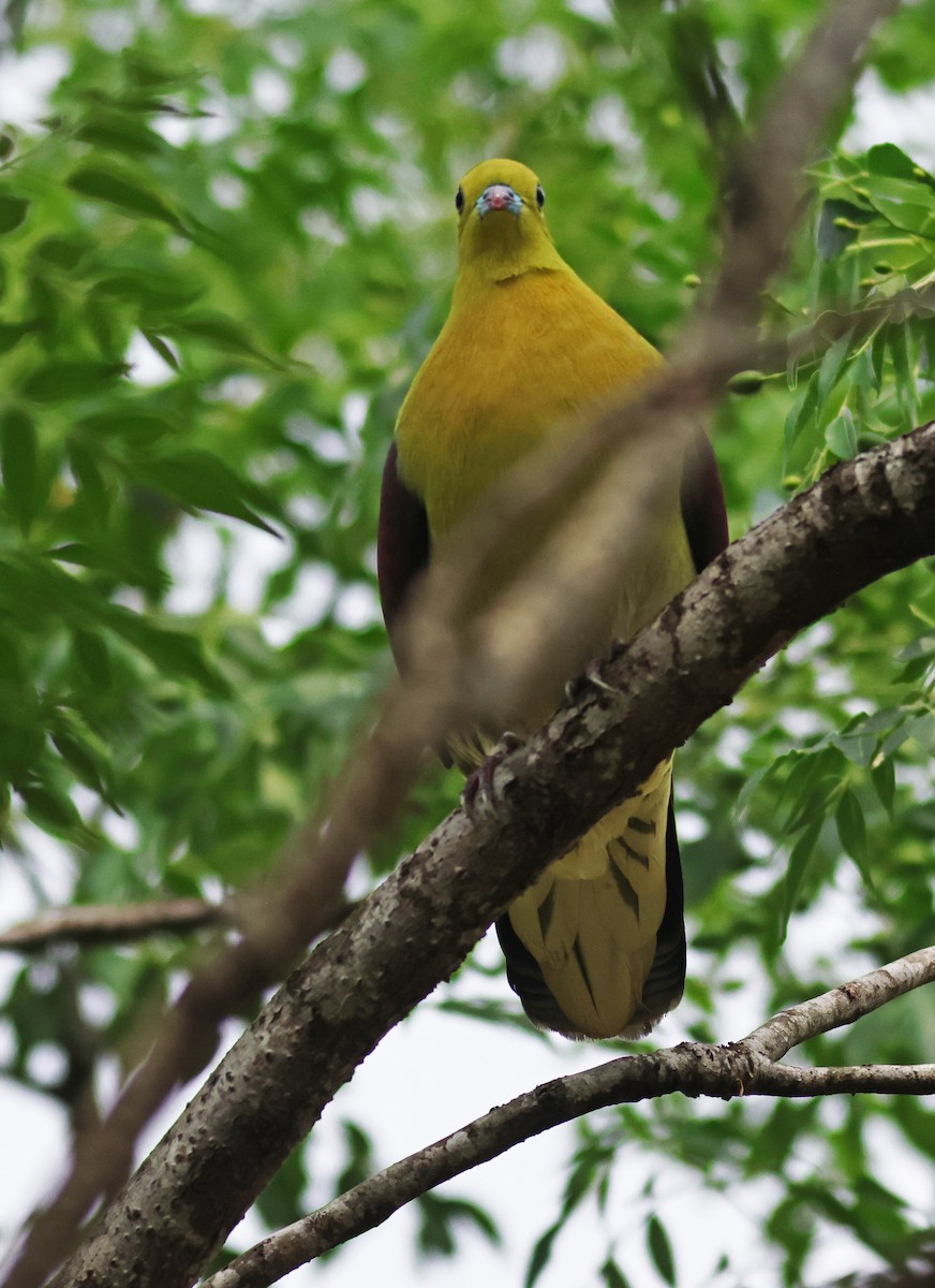 White-bellied Green-Pigeon - ML617555329