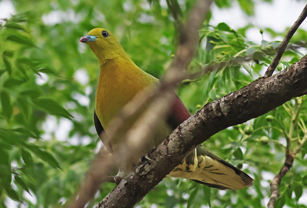 White-bellied Green-Pigeon - ML617555330