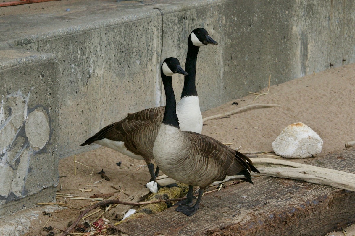 Canada Goose - Loyan Beausoleil