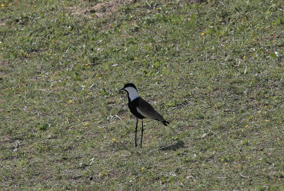 Spur-winged Lapwing - ML617555409