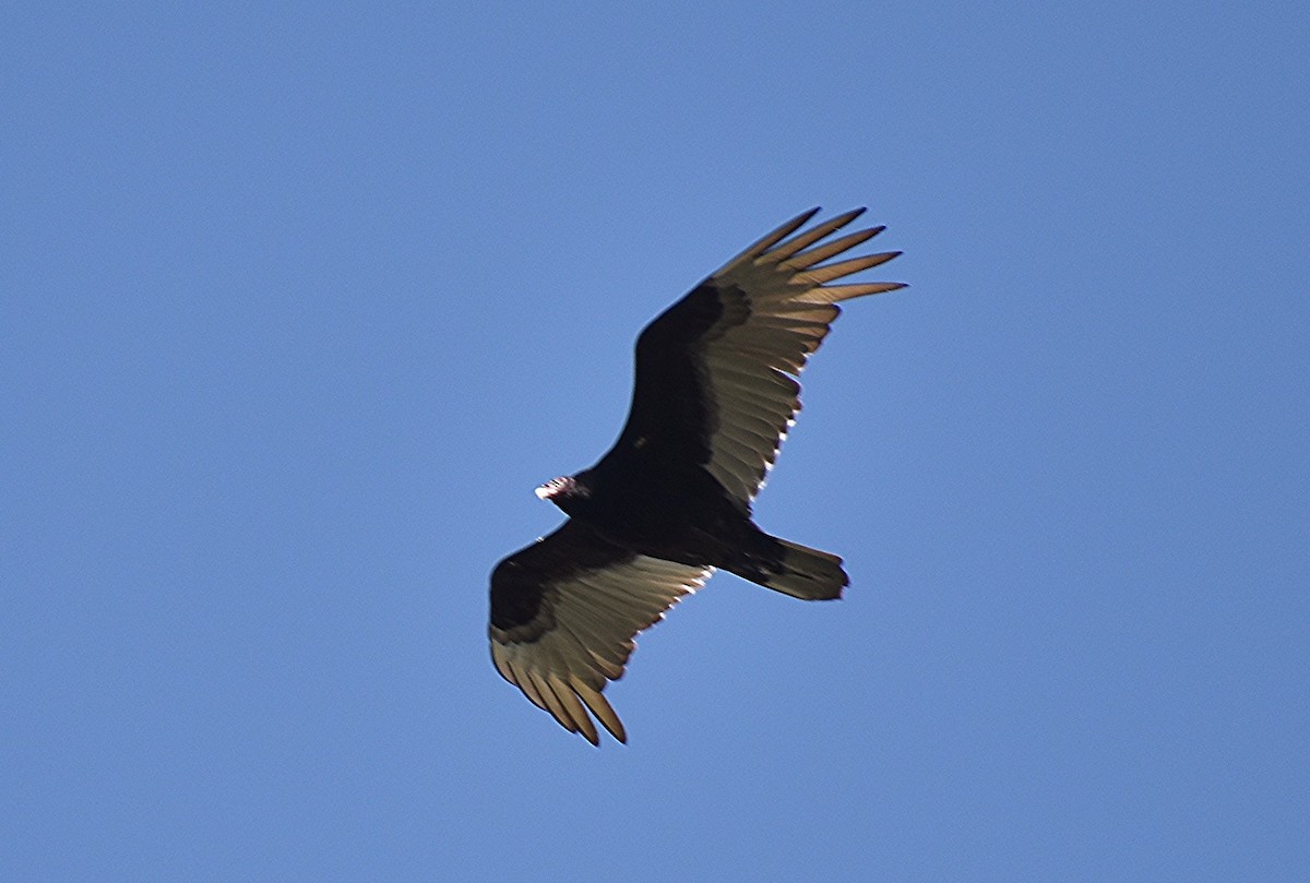 Turkey Vulture - Scott Jackson