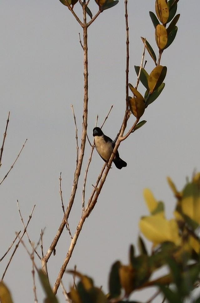 White-naped Seedeater - ML617555426