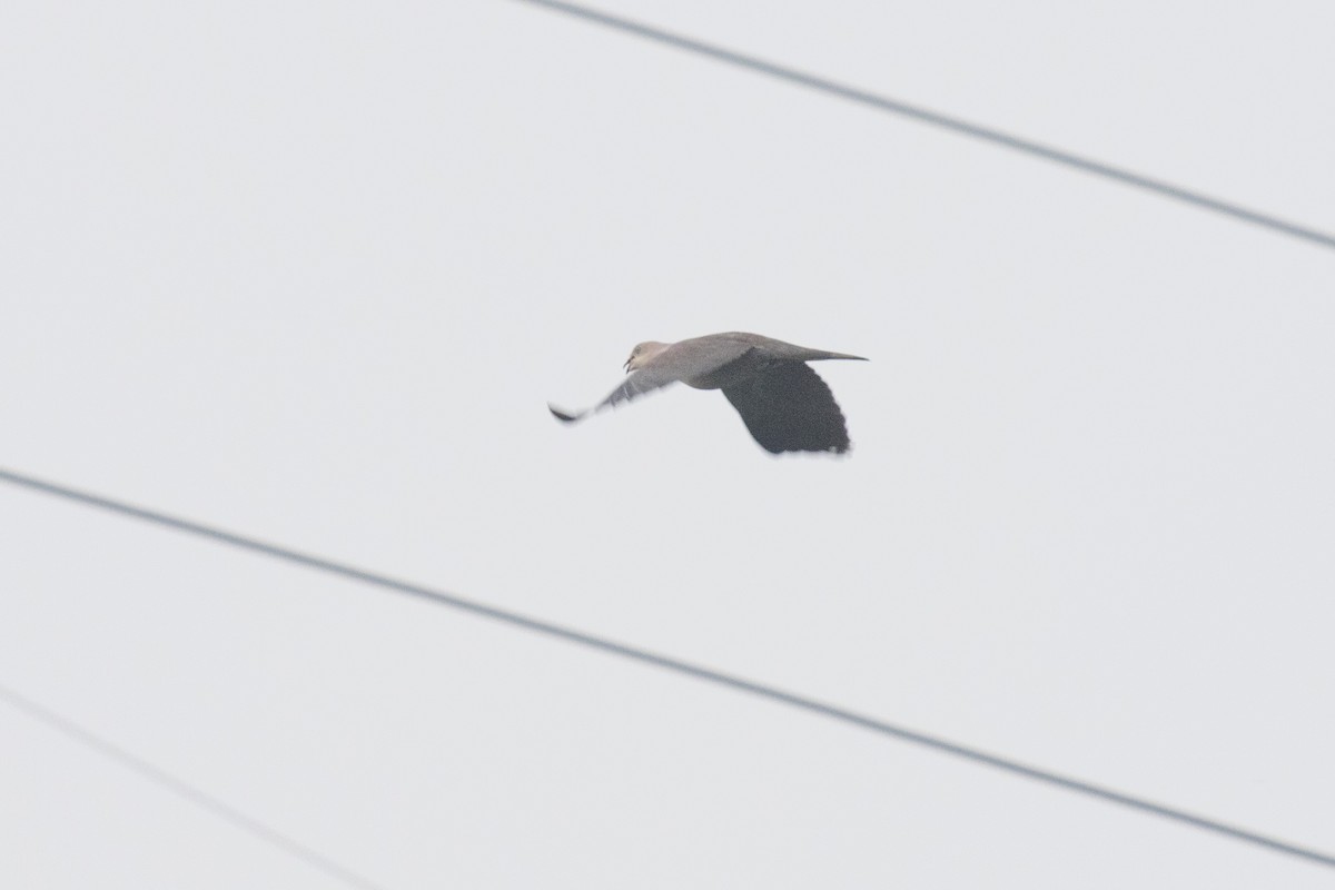 eBird Checklist - 6 Apr 2024 - Phuentsholing - Thimphu Highway, Chukha ...