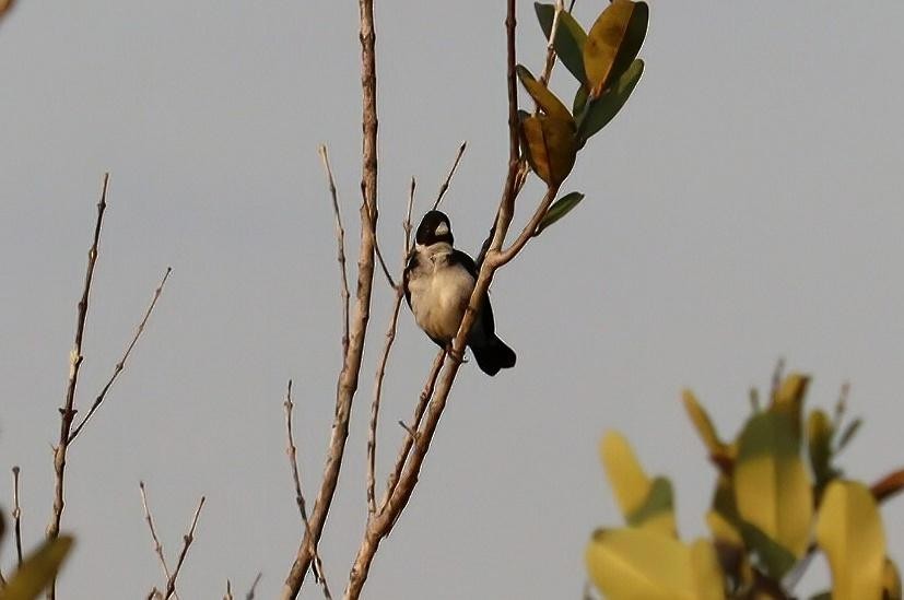 White-naped Seedeater - ML617555430