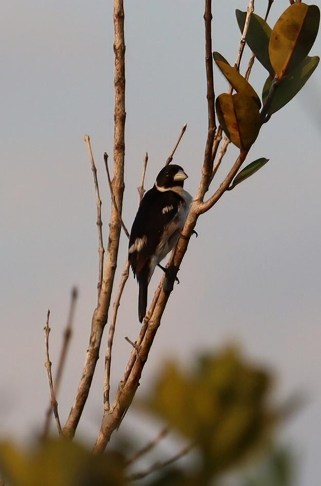 White-naped Seedeater - ML617555432
