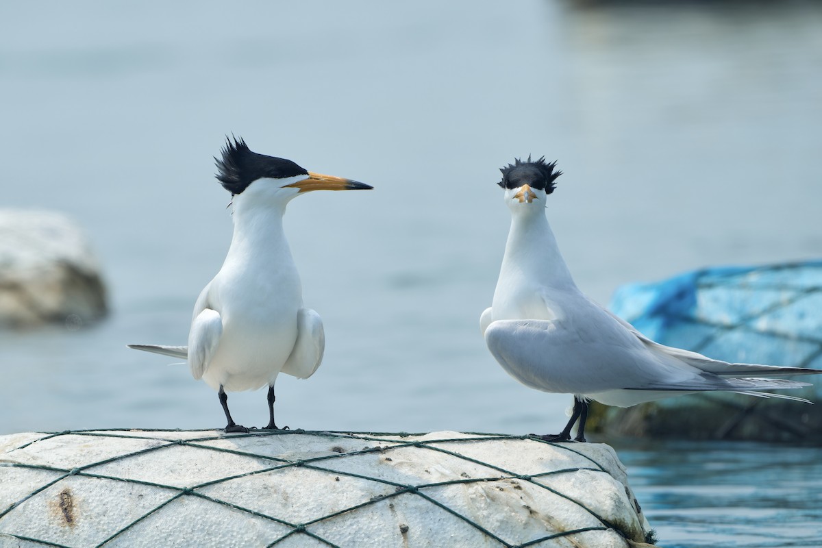 Chinese Crested Tern - ML617555444