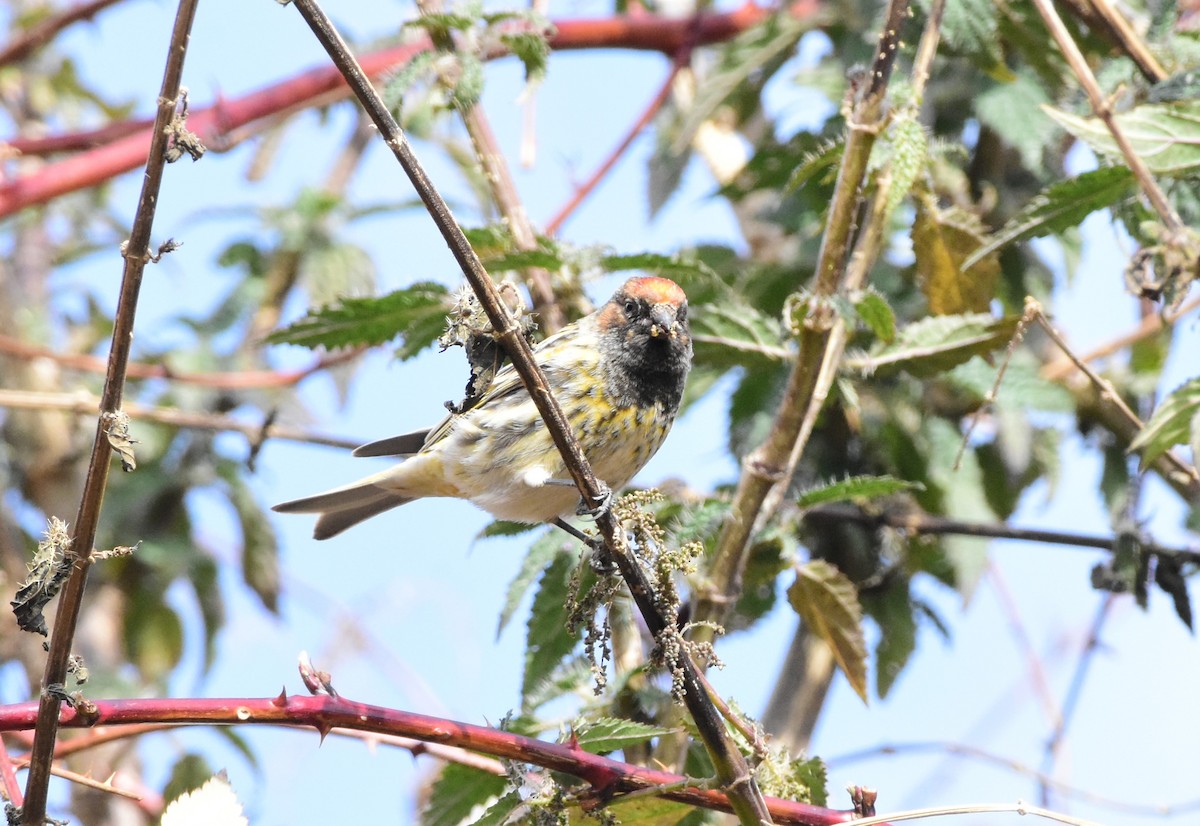 Fire-fronted Serin - ML617555453