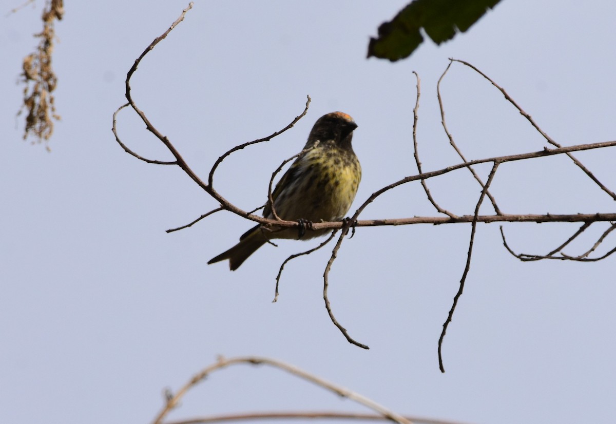 Fire-fronted Serin - ML617555454