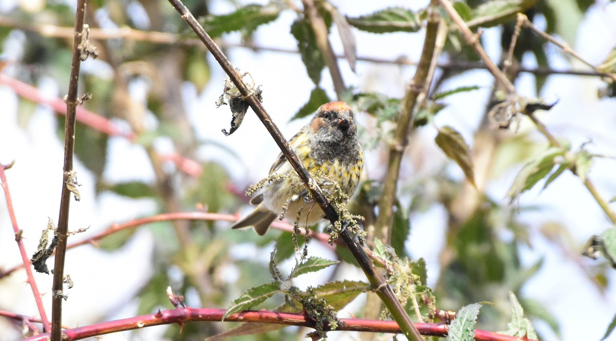 Fire-fronted Serin - ML617555455