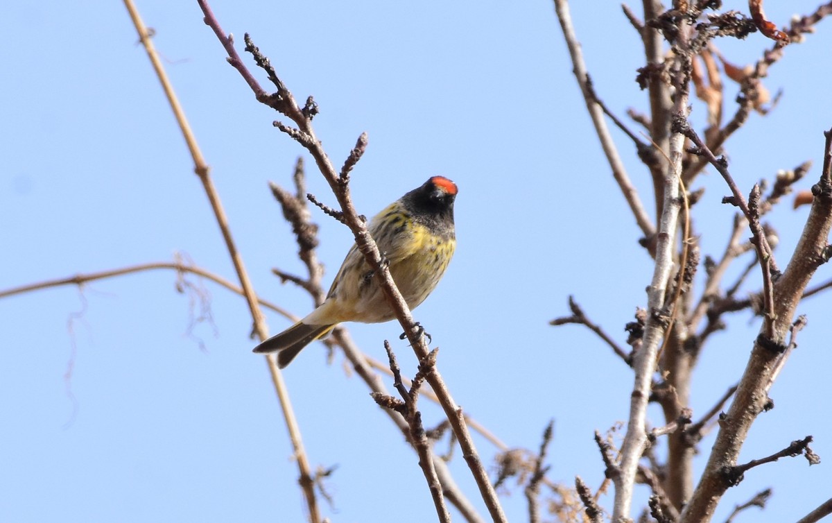 Fire-fronted Serin - ML617555456