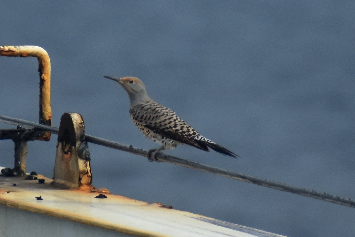 Northern Flicker (Red-shafted) - JD Paes