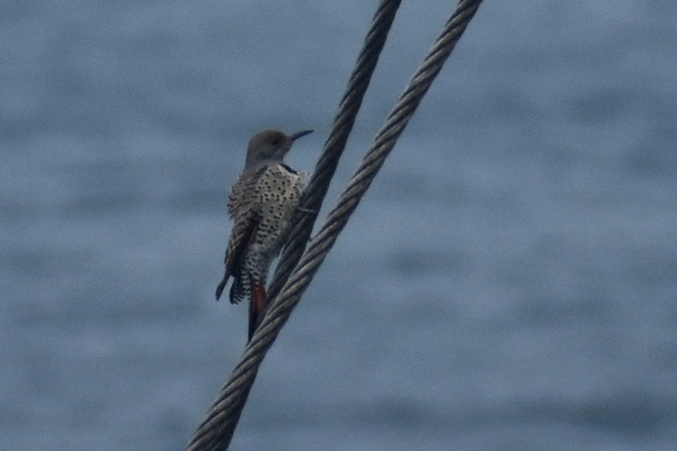 Northern Flicker (Red-shafted) - JD Paes