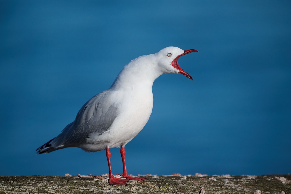 Silver Gull (Red-billed) - ML617555476