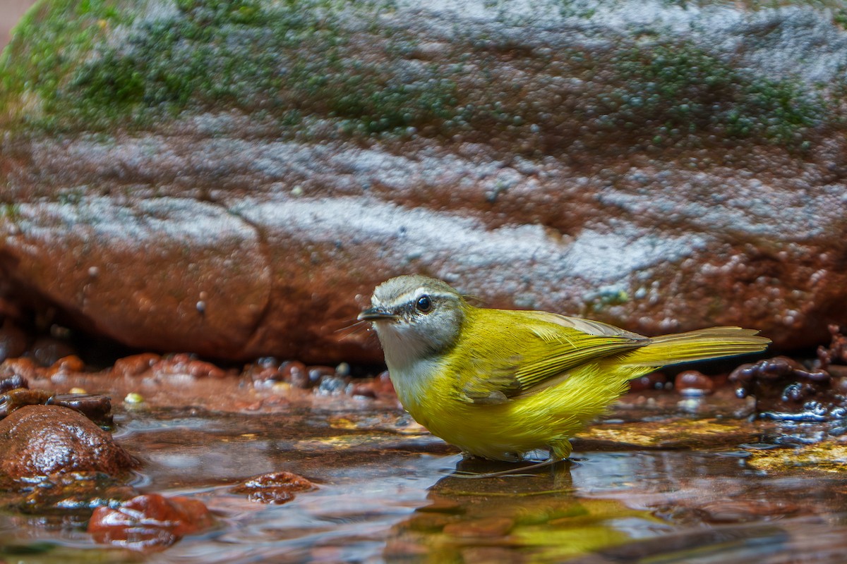 Yellow-bellied Warbler - ML617555515