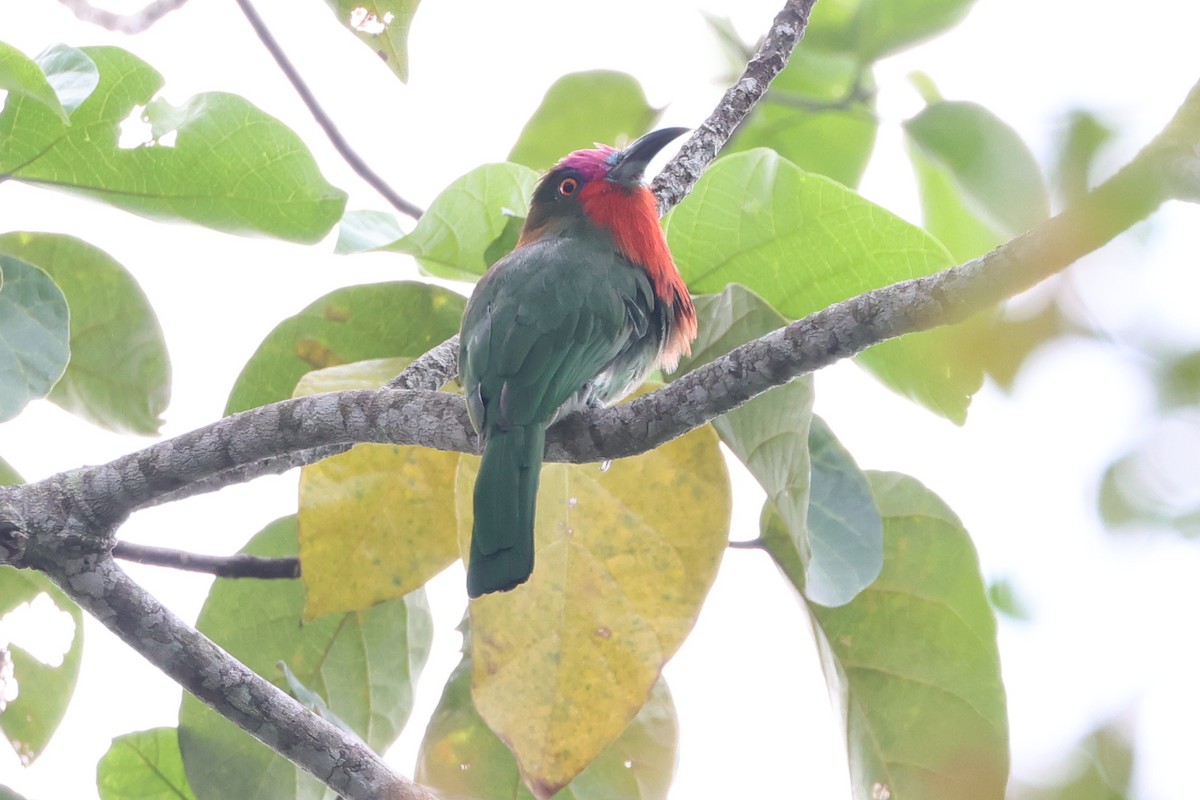 Red-bearded Bee-eater - Argrit Boonsanguan