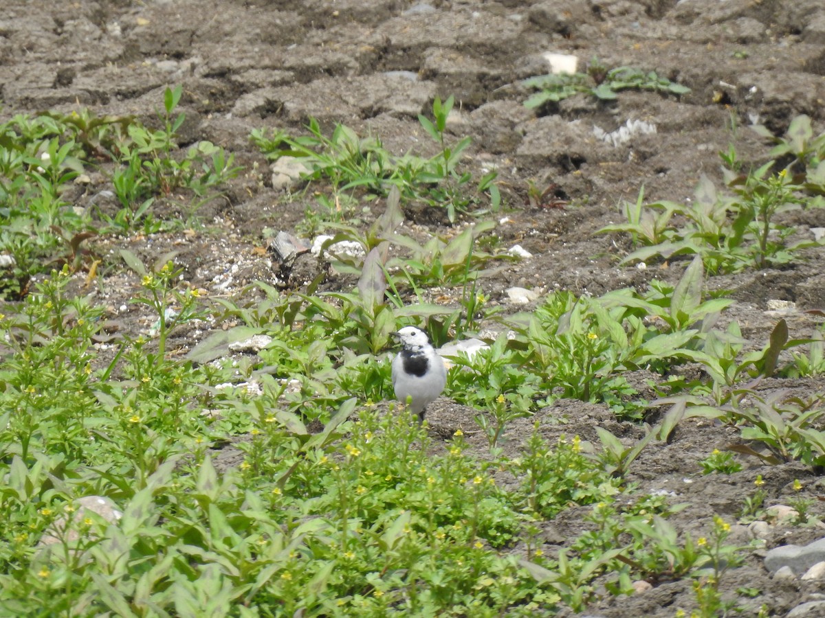 White Wagtail (White-faced) - ML617555574