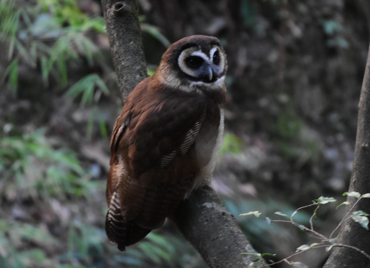 Brown Wood-Owl - ML617555588