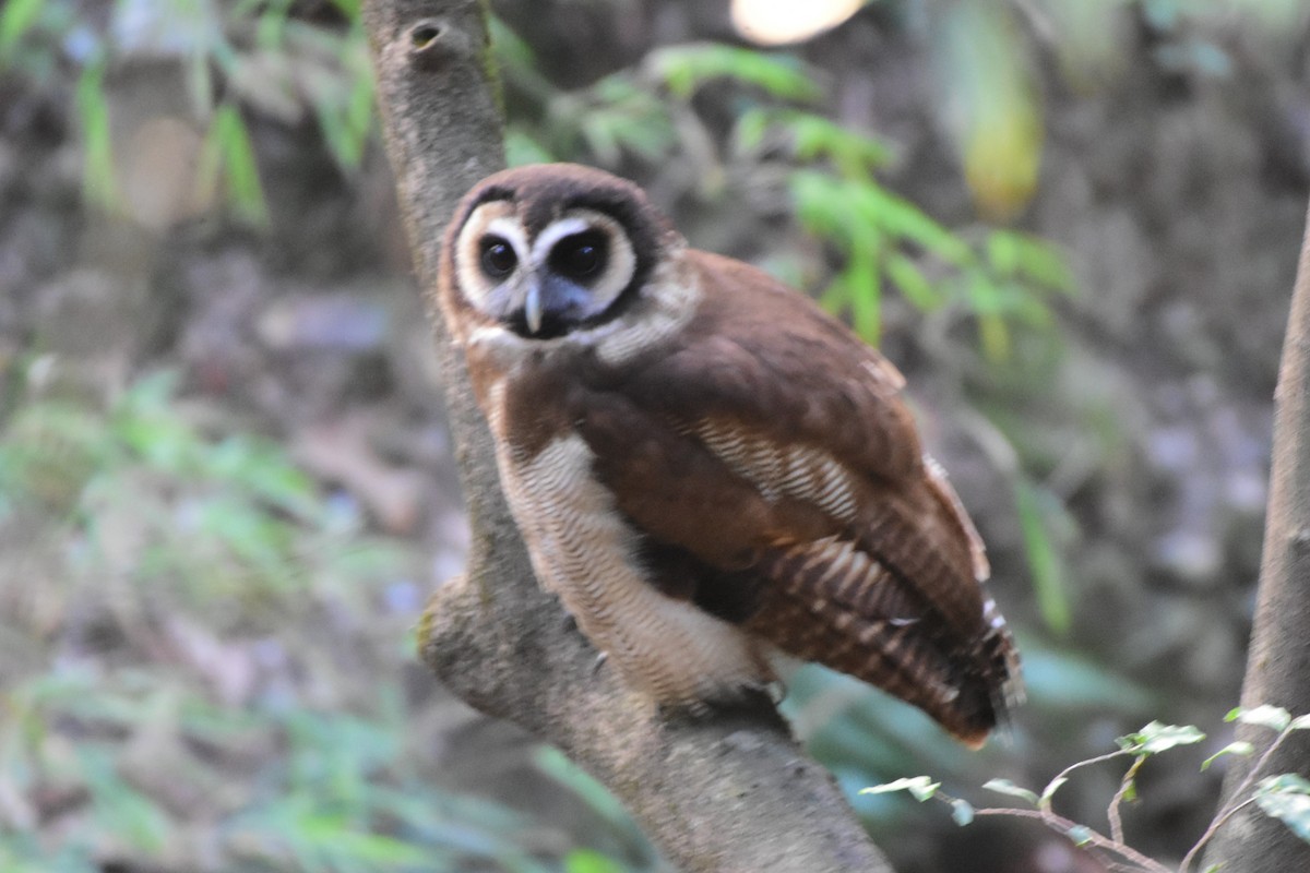 Brown Wood-Owl - ML617555589