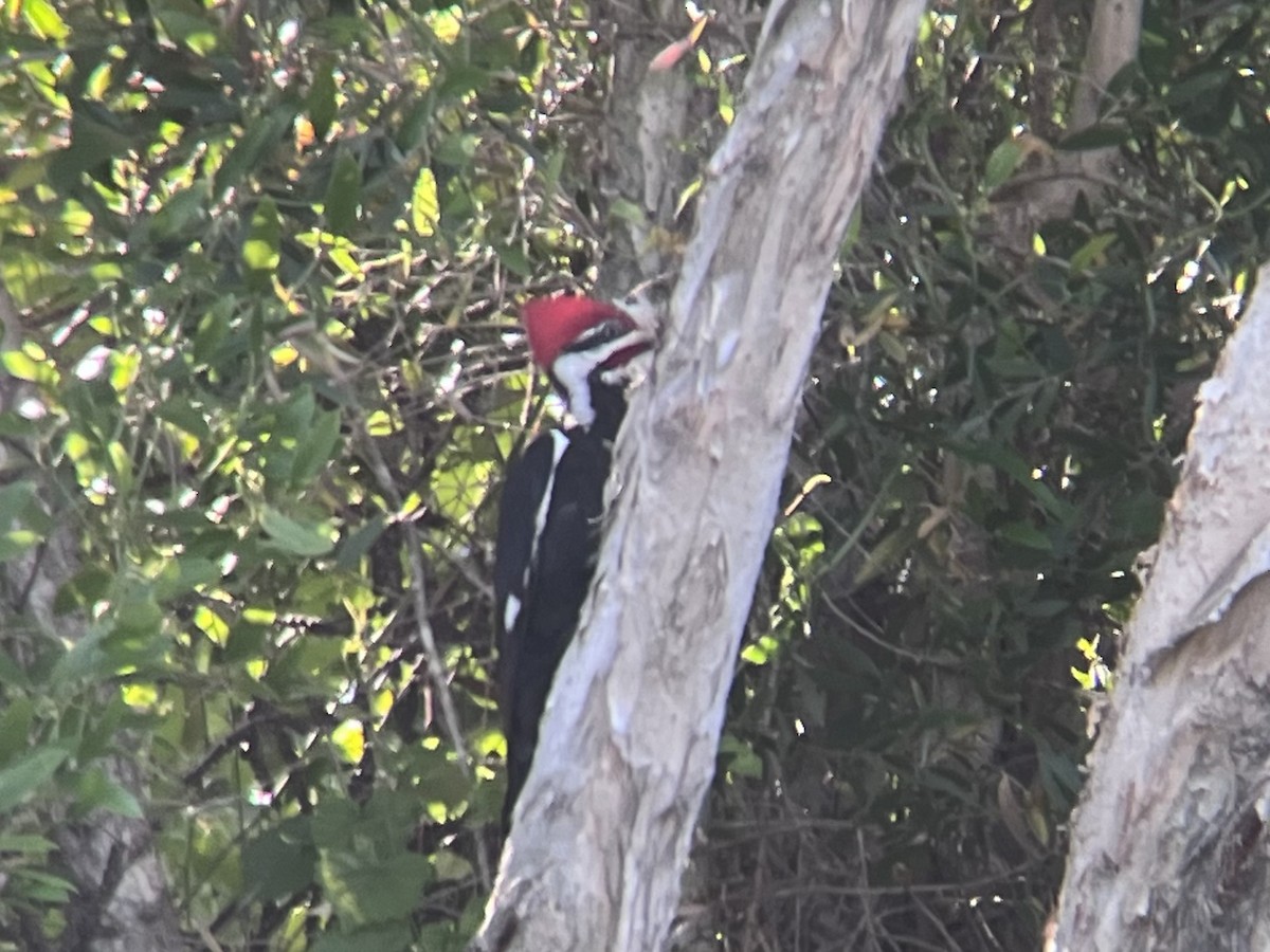 Pileated Woodpecker - ML617555609