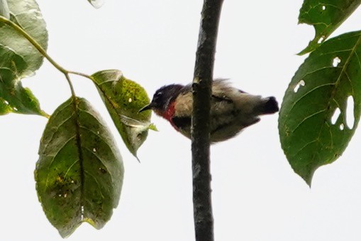 Blood-breasted Flowerpecker - ML617555633
