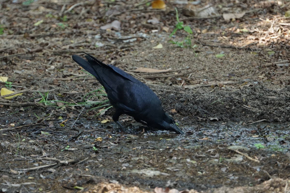 Large-billed Crow - ML617555643