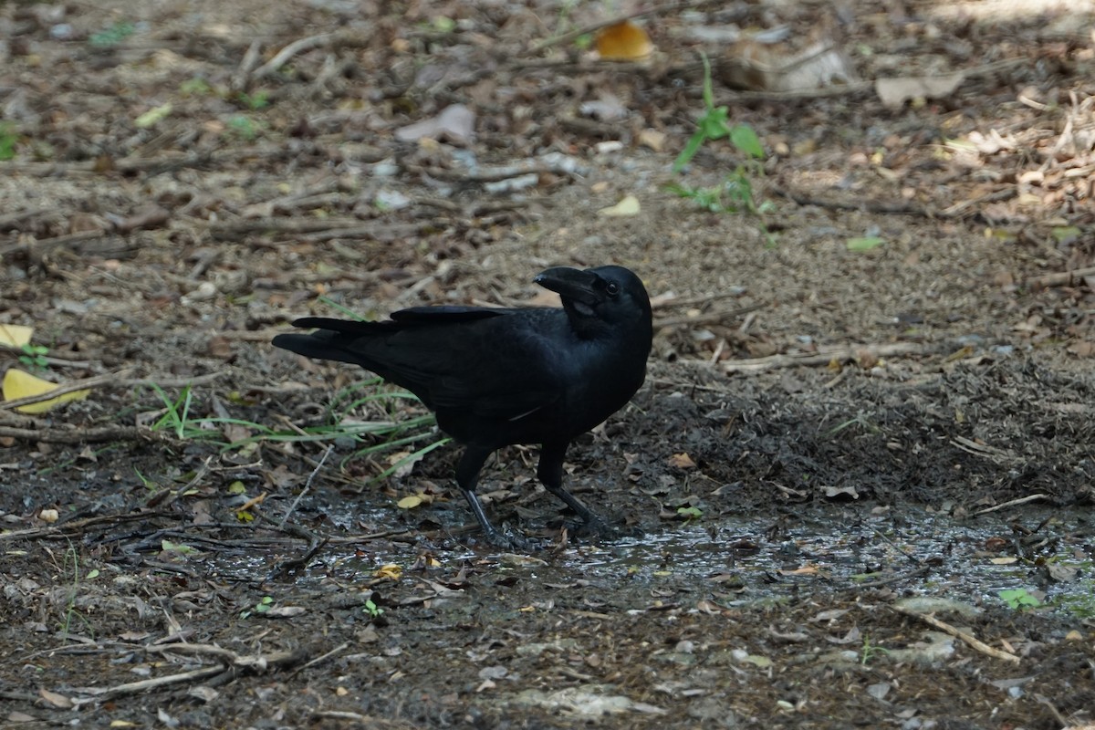 Large-billed Crow - Tom Stadtmüller