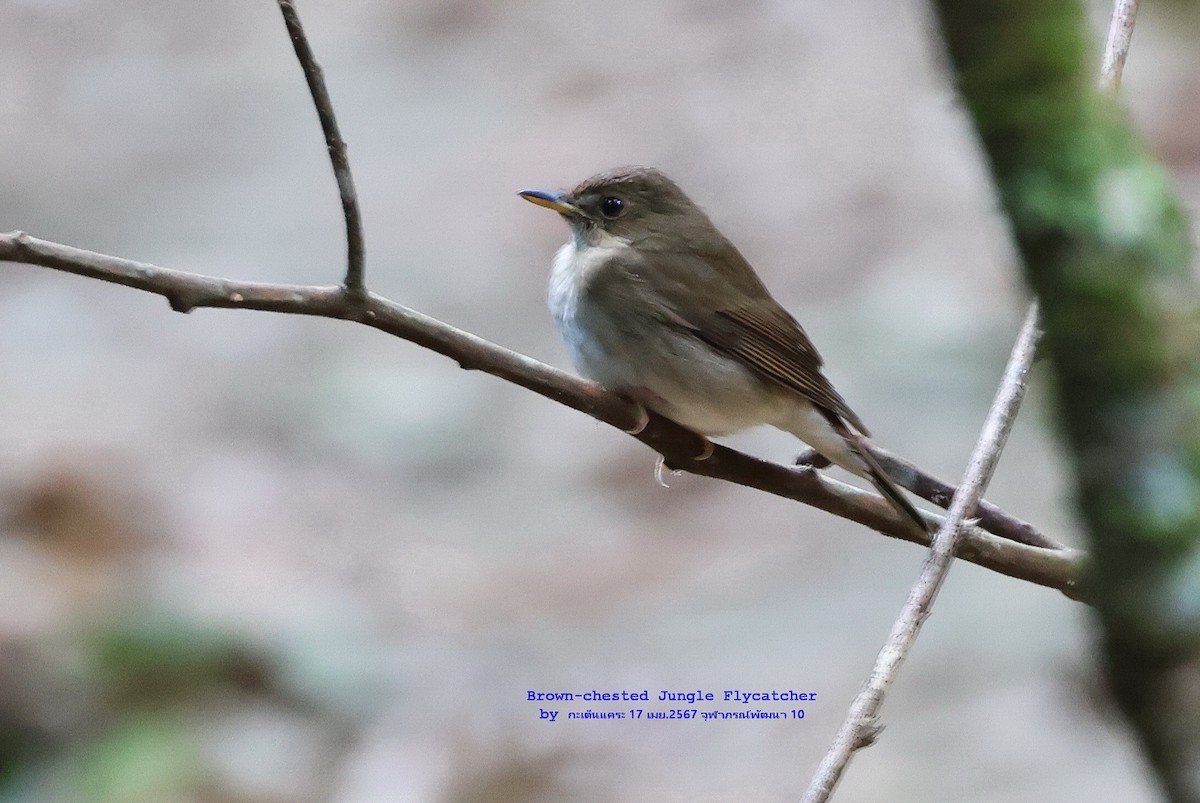 Brown-chested Jungle Flycatcher - ML617555645