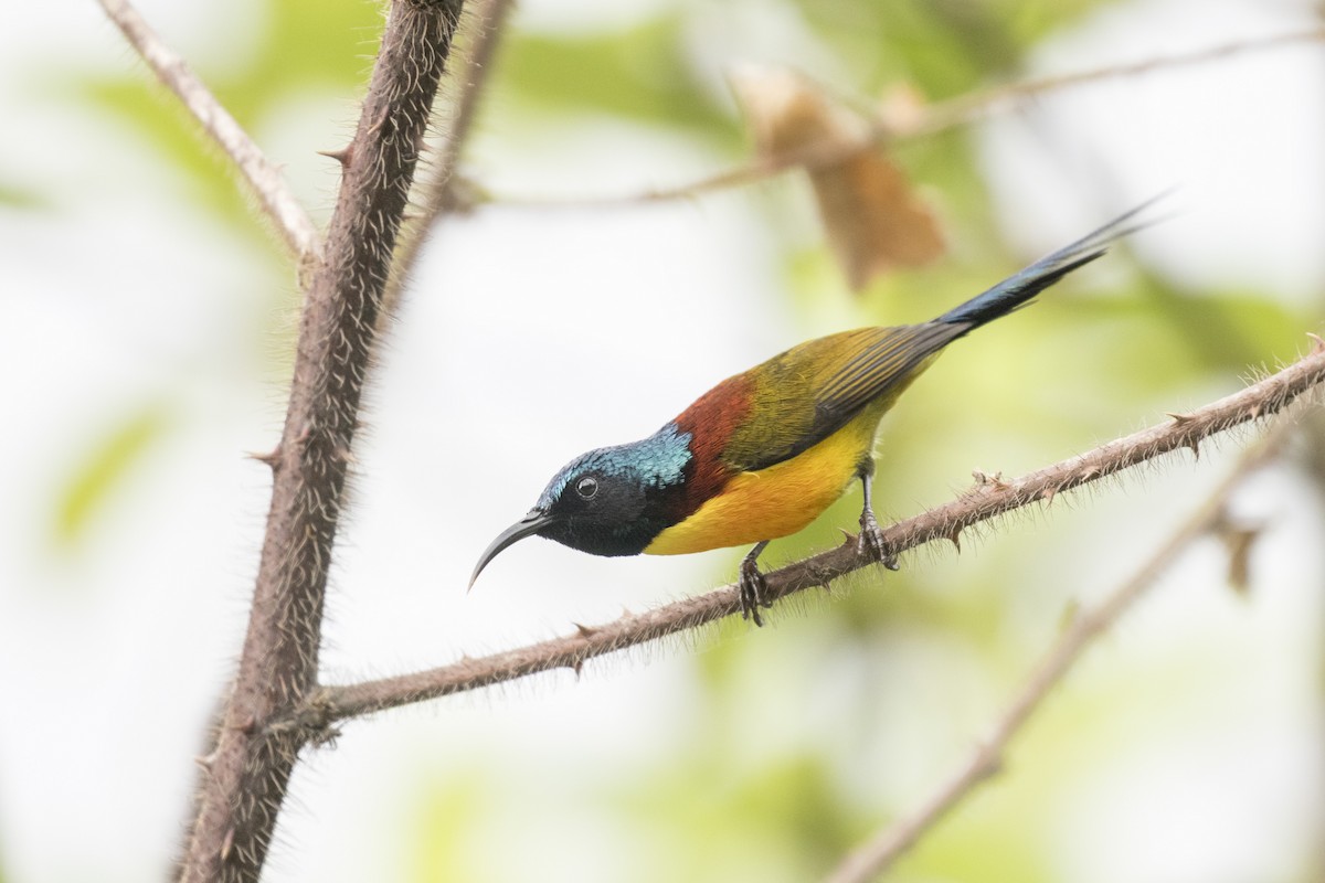 Green-tailed Sunbird - Ramesh Shenai