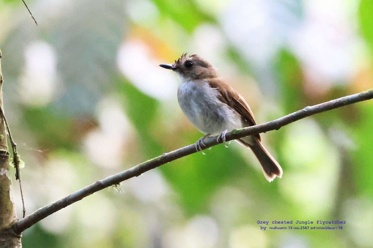 Gray-chested Jungle Flycatcher - Argrit Boonsanguan