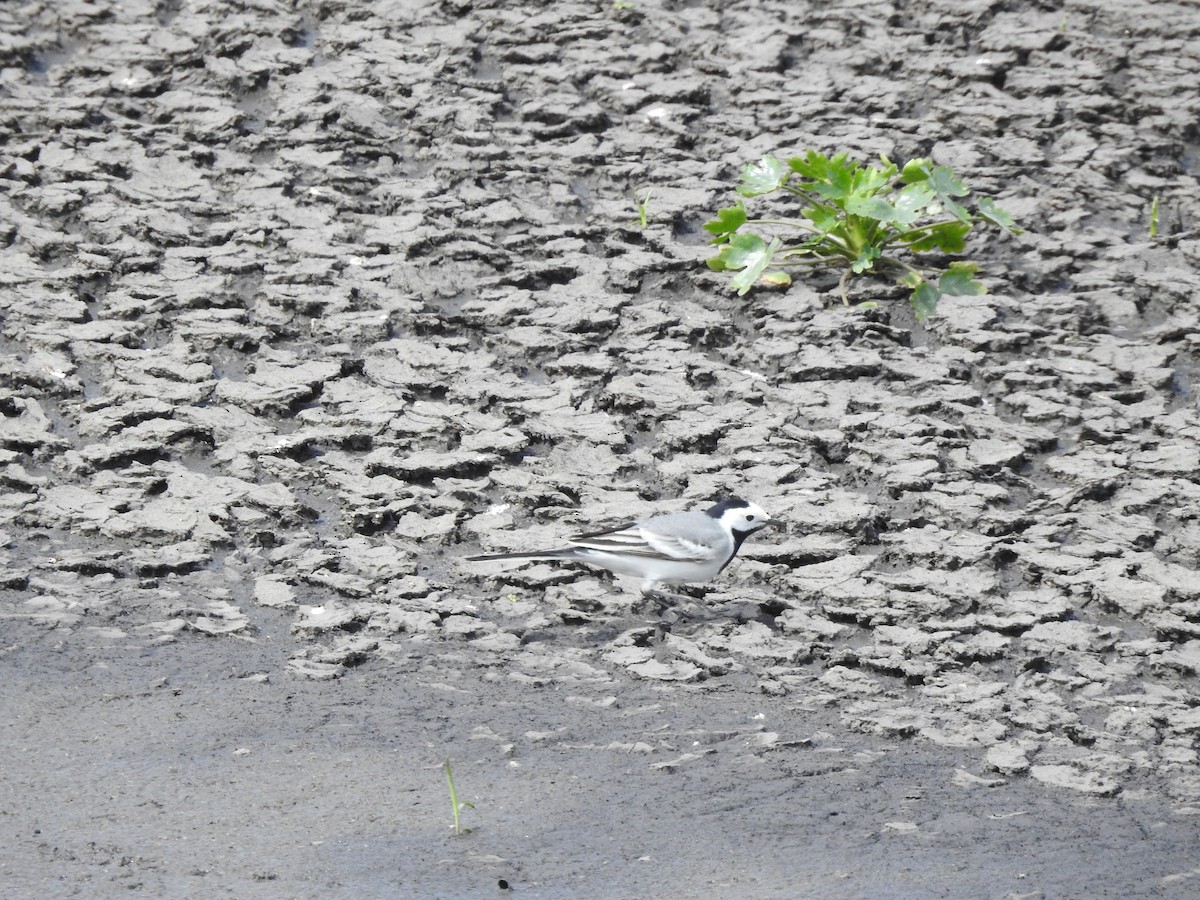 White Wagtail (White-faced) - ML617555684