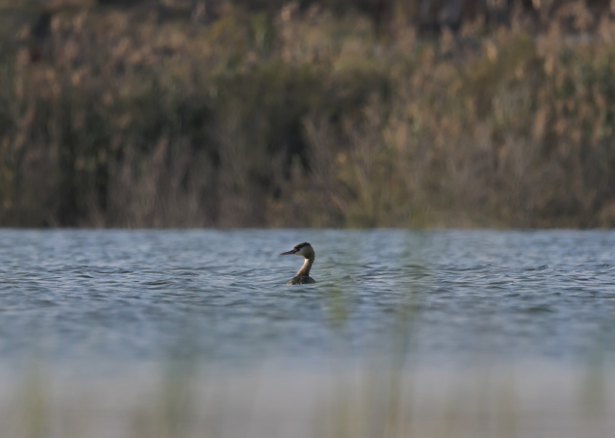 Great Crested Grebe - ML617555685