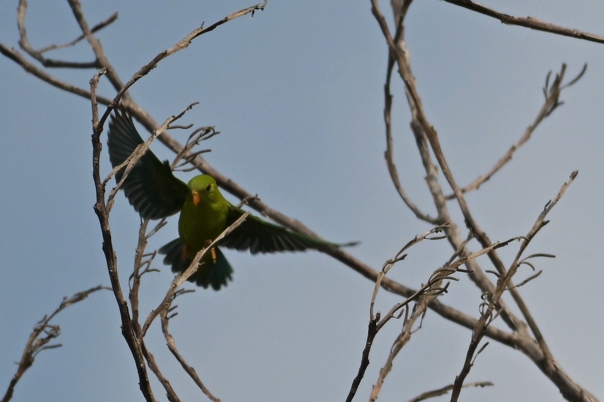 Vernal Hanging-Parrot - Nattagornb Poonmukdhamne